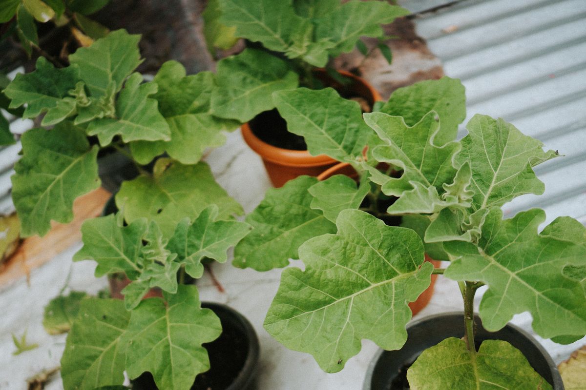 Fall Garden Cleanup Checklist — Gardening inspiration photo