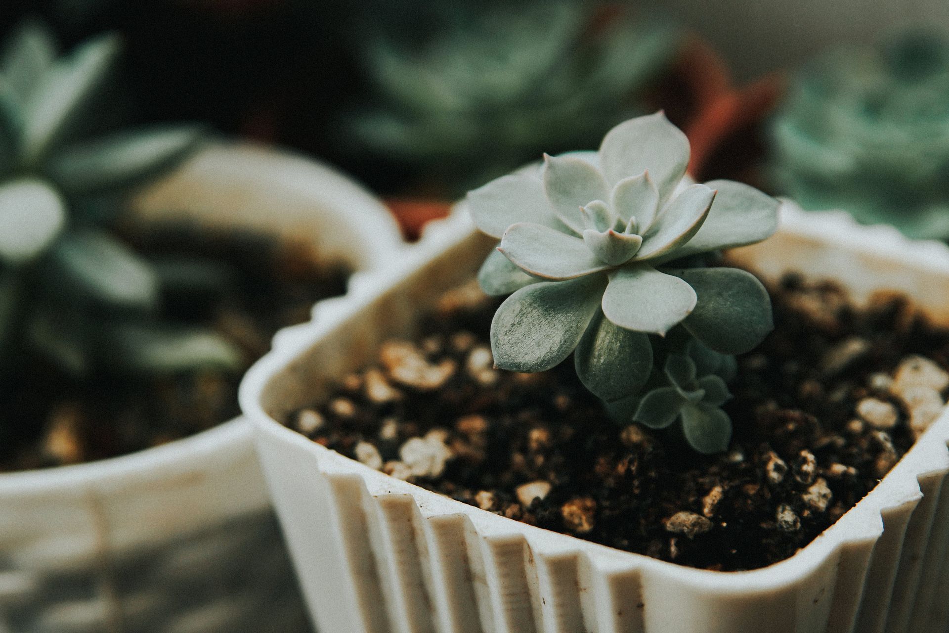 A detailed view of a succulent plant in a decorative pot, perfect for home decor inspiration.