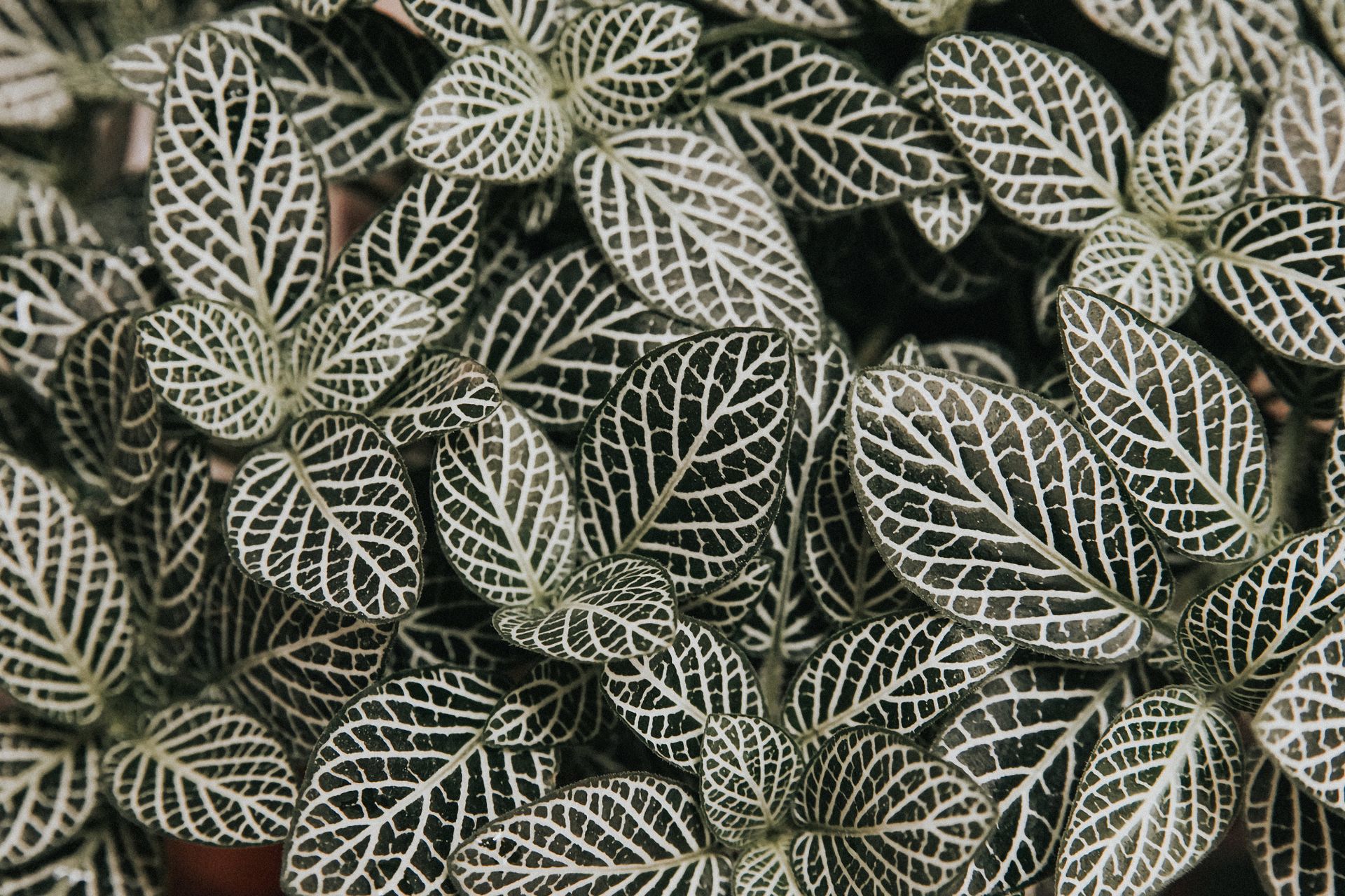 Detailed image of patterned Fittonia leaves, showcasing vibrant veins and lush growth.
