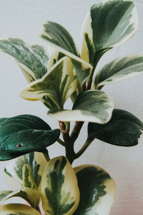 Free Close-up of variegated Peperomia leaves displaying green and yellow hues indoors. Stock Photo