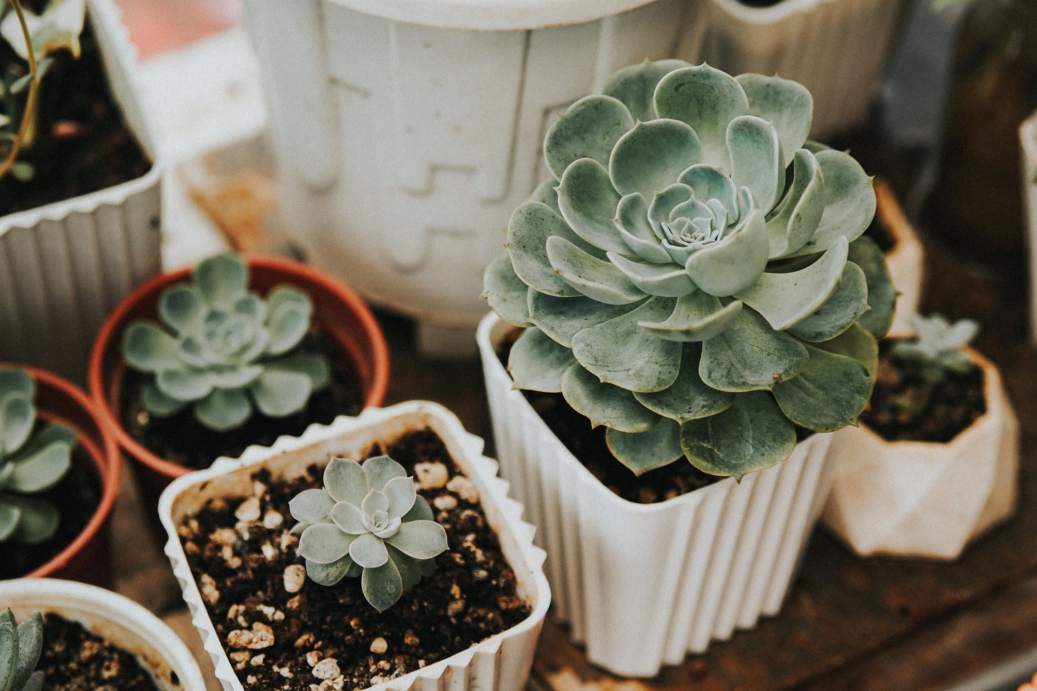 Succulents in Pots  Free Stock Photo