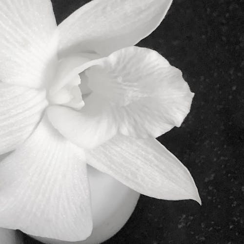Darmowe zdjęcie z galerii z biały, czarno-biały, kwiat
