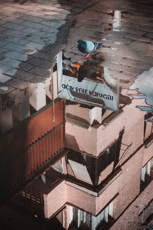 Free Reflective urban scene of a pigeon and architecture in Eskişehir, Türkiye. Stock Photo