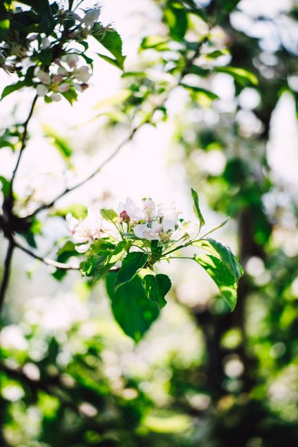 Close-up of apple blossoms with vibrant green leaves under sunlight, capturing the beauty of spring.