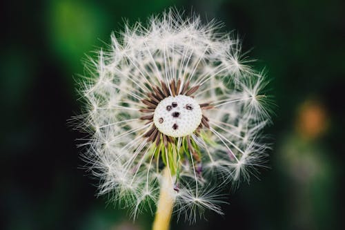 White Dandelion in Close Up Photography