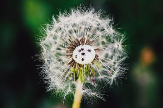 Macro shot of a dandelion showing intricate details of seeds against a dark green background.