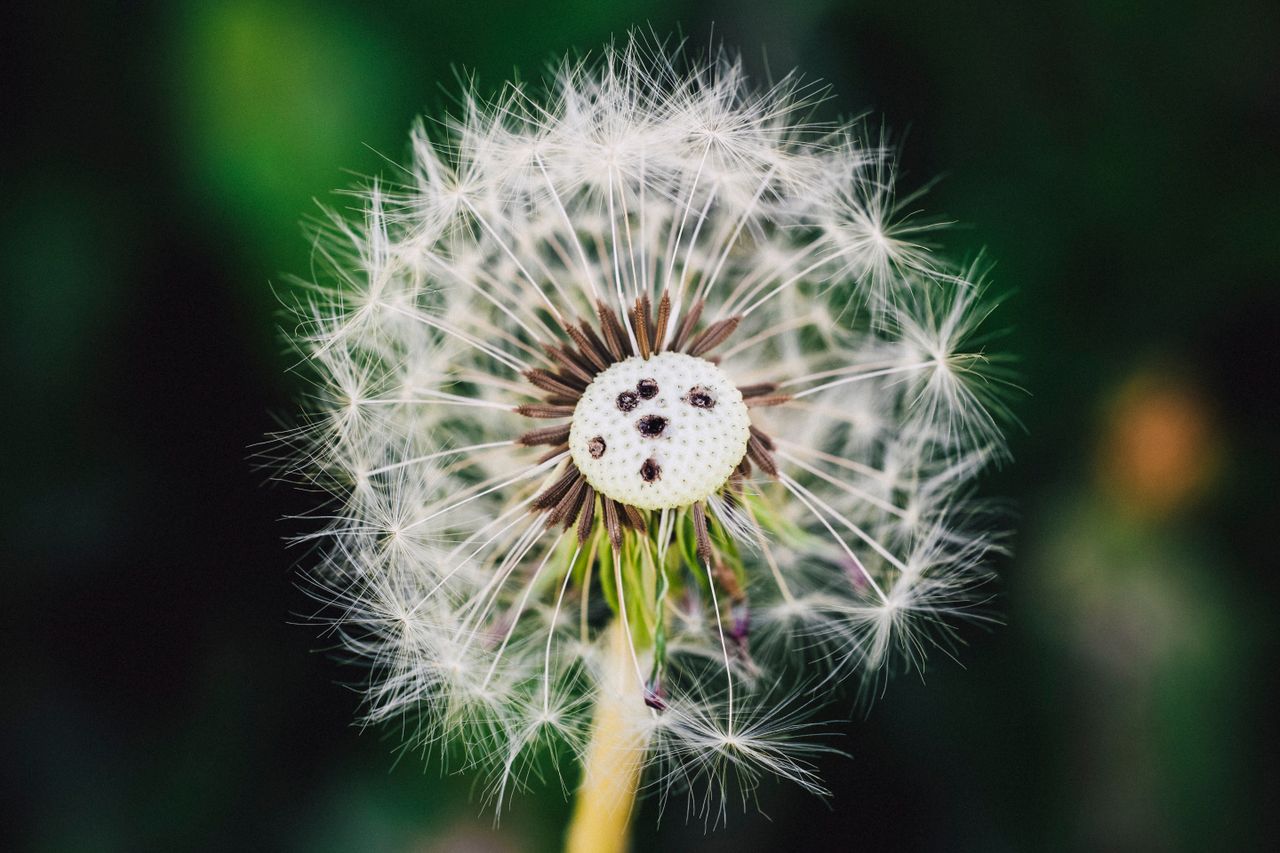 macro shot of a dandelion showing intricate details of seeds against a