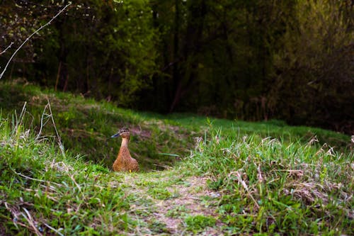 Free stock photo of animal, bird, duck