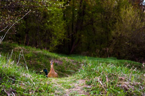 Free stock photo of bird, duck, grass