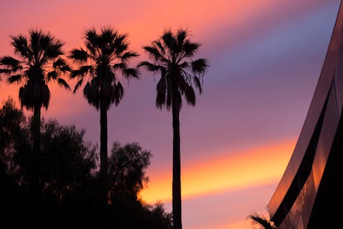 Lage Hoekmening Van Drie Palmbomen Tijdens Zonsondergang