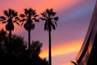 棕榈树的轮廓映衬在充满活力的日落天空下，散发着热带的宁静