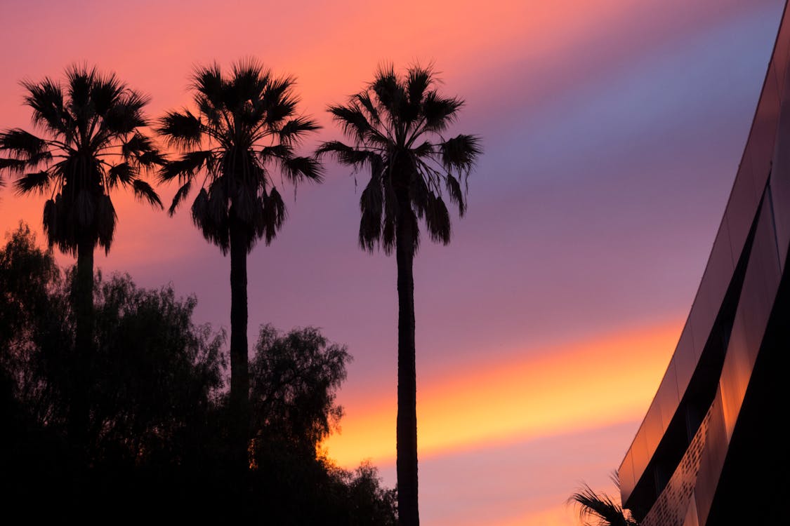 gratis Lage Hoekmening Van Drie Palmbomen Tijdens Zonsondergang Stockfoto