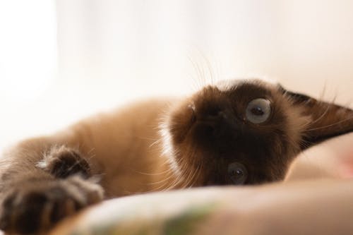 Foto profissional grátis de bigode de gato, cara de gato, gato