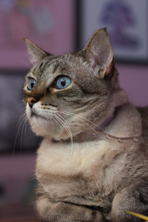 Foto profissional grátis de bigode de gato, cara de gato, gato