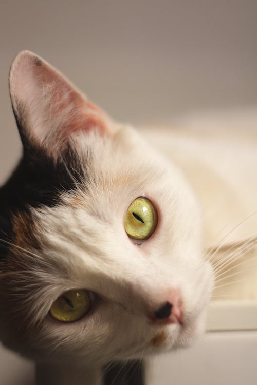 Gratis lagerfoto af bicolor kat, huskat, hvid kat