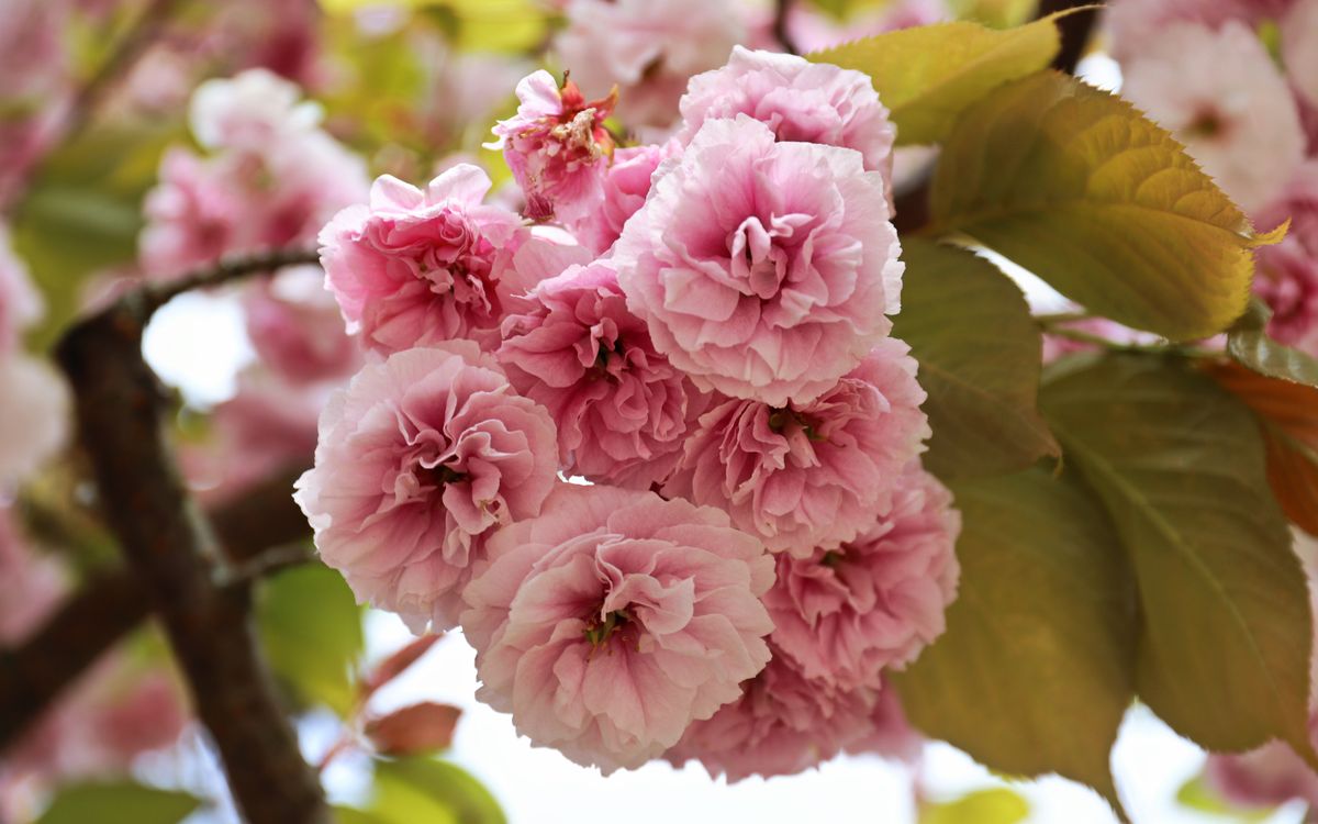 Beautiful close-up of pink cherry blossoms in full bloom during spring.
