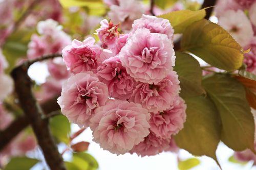 Free Beautiful close-up of pink cherry blossoms in full bloom during spring. Stock Photo