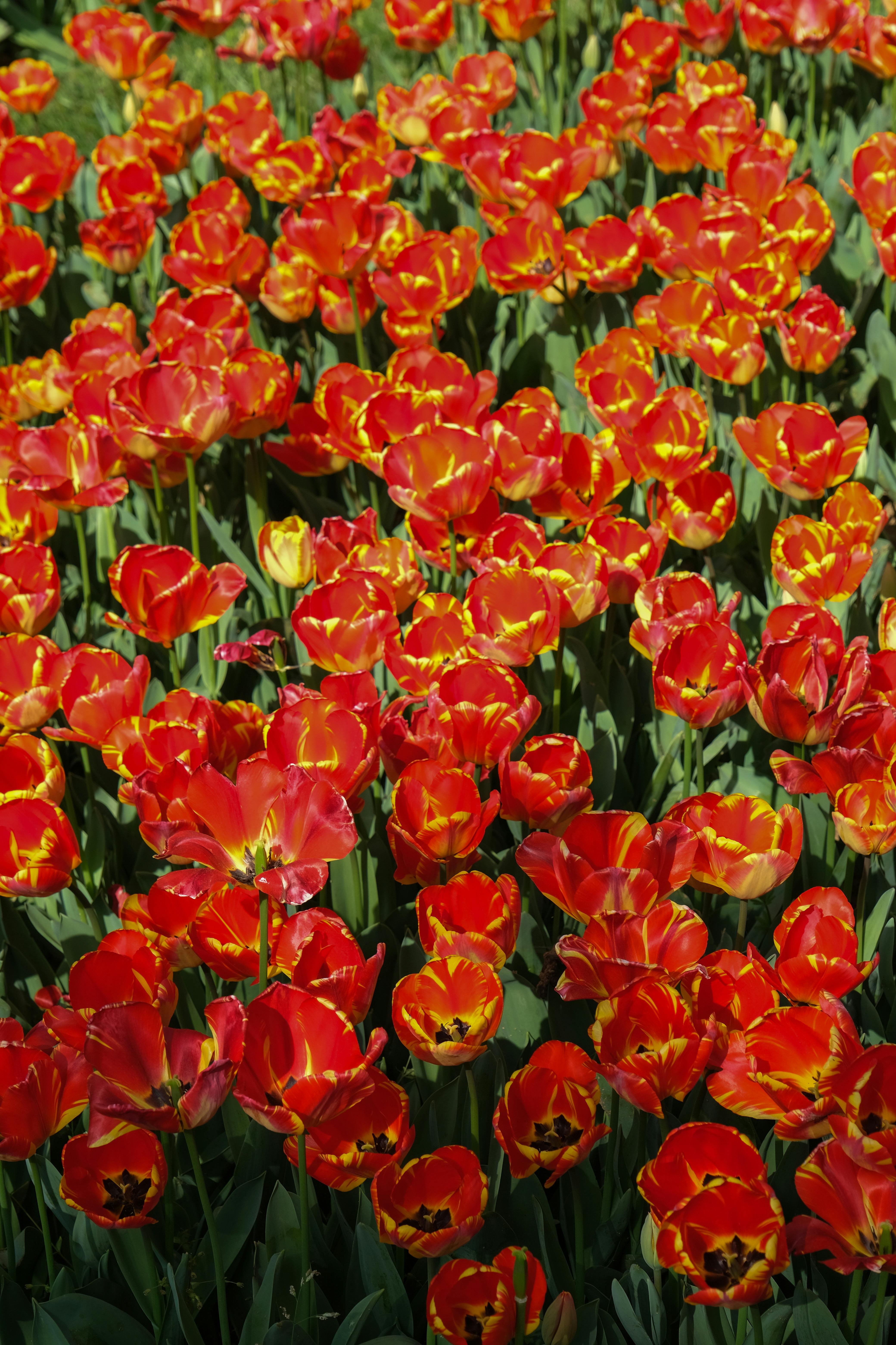 A colorful display of red tulips blooming vibrantly in a garden setting.