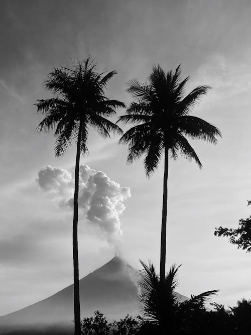 Black and white photo of two palm trees and volcano