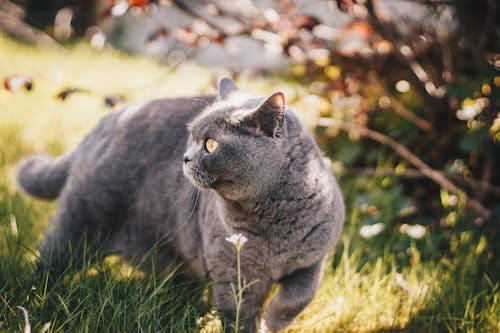 Селективный фокус фотографии серого кота