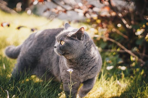 灰色の猫の選択的な焦点の写真