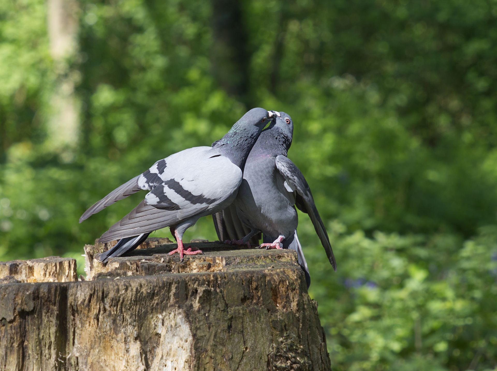 Pigeons Couple Mating on a Stump