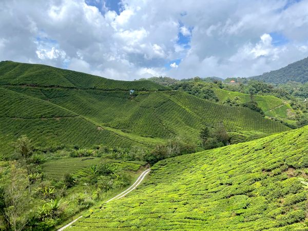 Private Transfer in Cameron Highlands