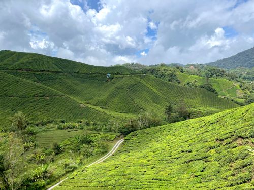 Free Lush green tea plantation hills under a bright sky in Cameron Highlands, Malaysia. Stock Photo