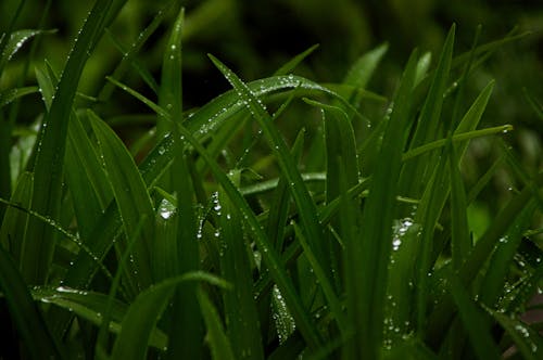 A close up of green grass with water droplets