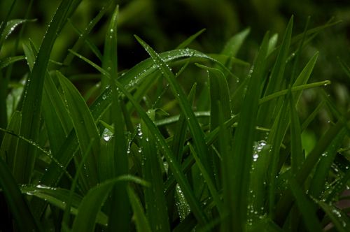 Free Detailed shot of vibrant green grass blades covered in morning dew, showcasing nature's freshness. Stock Photo