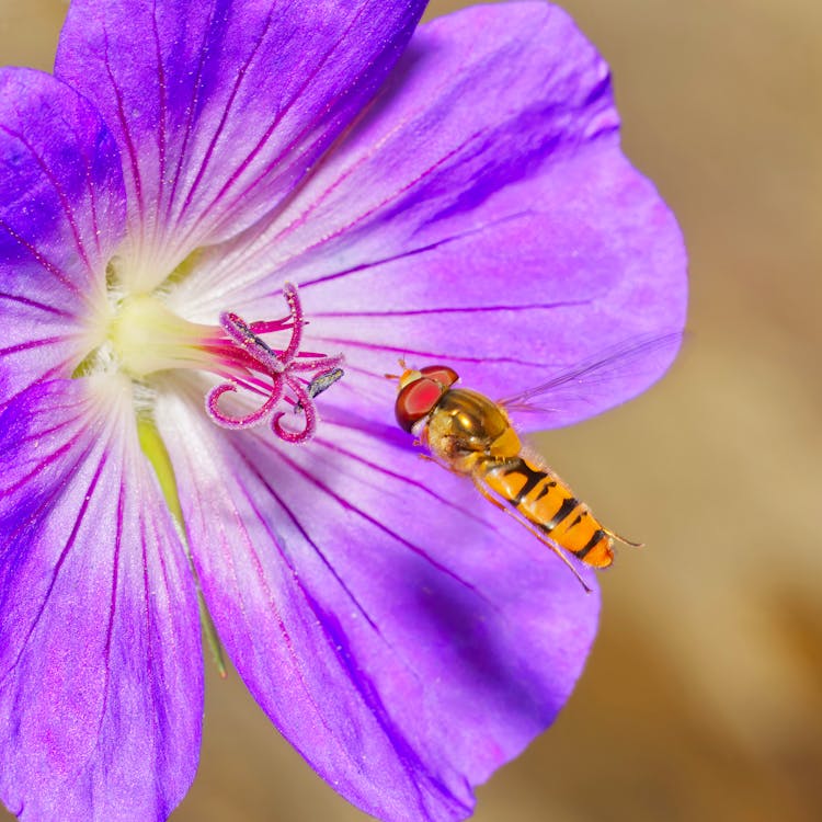 Free Hoverfly and the Purple Geranium  Stock Photo