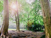 宁静的森林里，阳光明媚，树木和石路相映成趣，非常适合自然爱好者