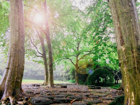 宁静的森林里，阳光明媚，树木和石路相映成趣，非常适合自然爱好者