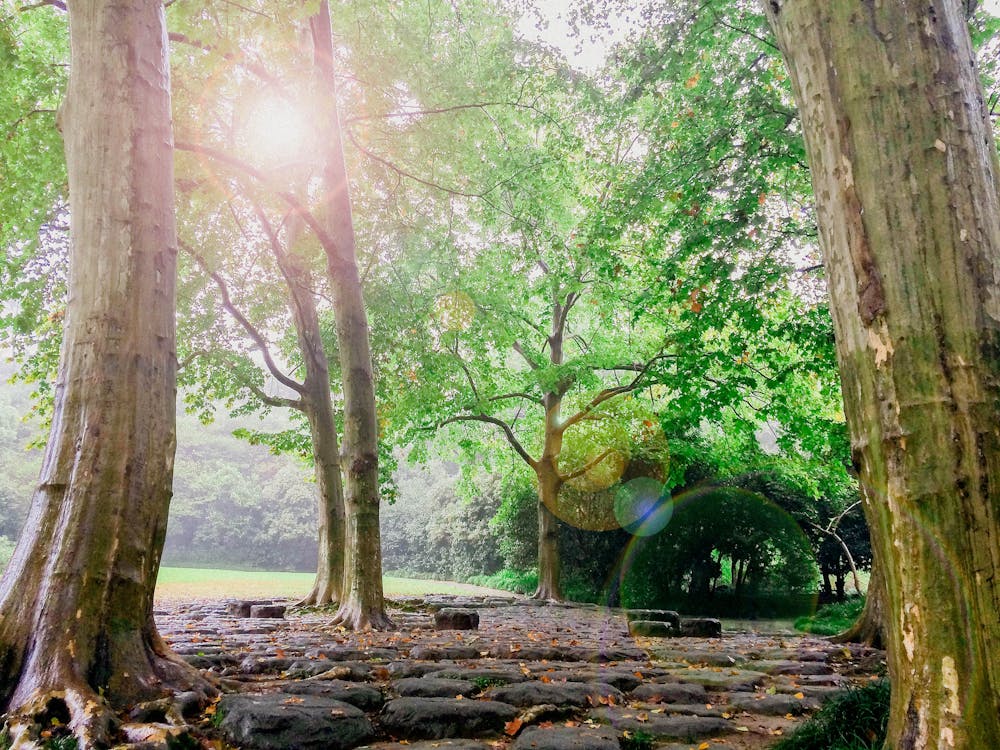 бесплатная Фото лесных деревьев и тропы из черного камня в дневное время Стоковое фото