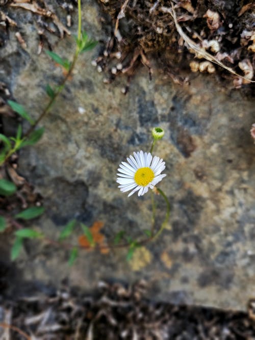 Free stock photo of blossom, cherry blossom, flower