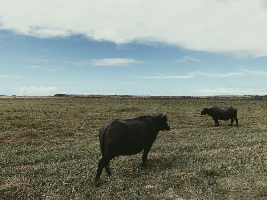 Two water buffaloes grazing in a lush green field under a bright sky in Caraíva, Brazil.