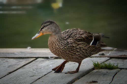 Duck on the jetty