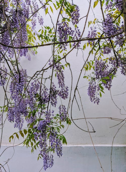 A purple flower is hanging from a tree
