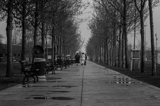 Black and White Photograph of an Alley with Bare Trees, after a Rain