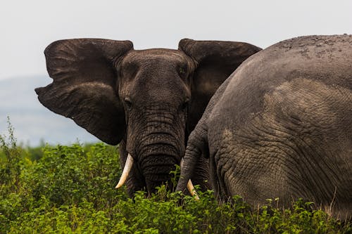 Kostenloses Stock Foto zu außerorts, elefanten, grasfläche