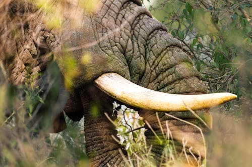Imagine de stoc gratuită din animal, arbore, elefant