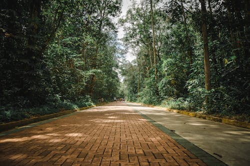 Free Empty Pathway Stock Photo