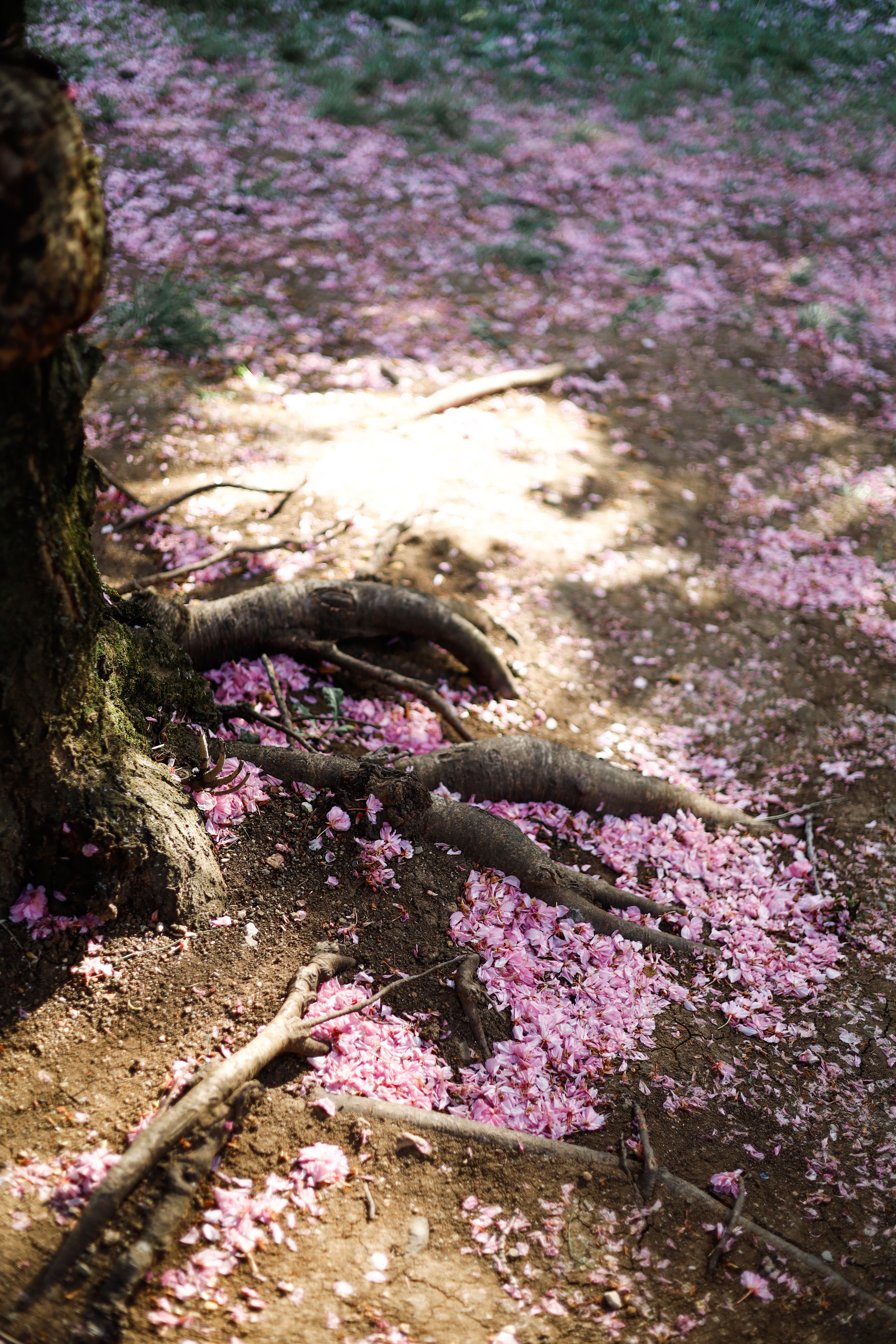 Pink Flowers by Tree Roots on Ground · Free Stock Photo