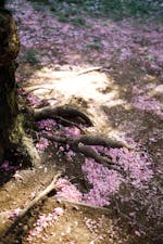 Tree Roots Photos, Download The BEST Free Tree Roots Stock Photos & HD ...