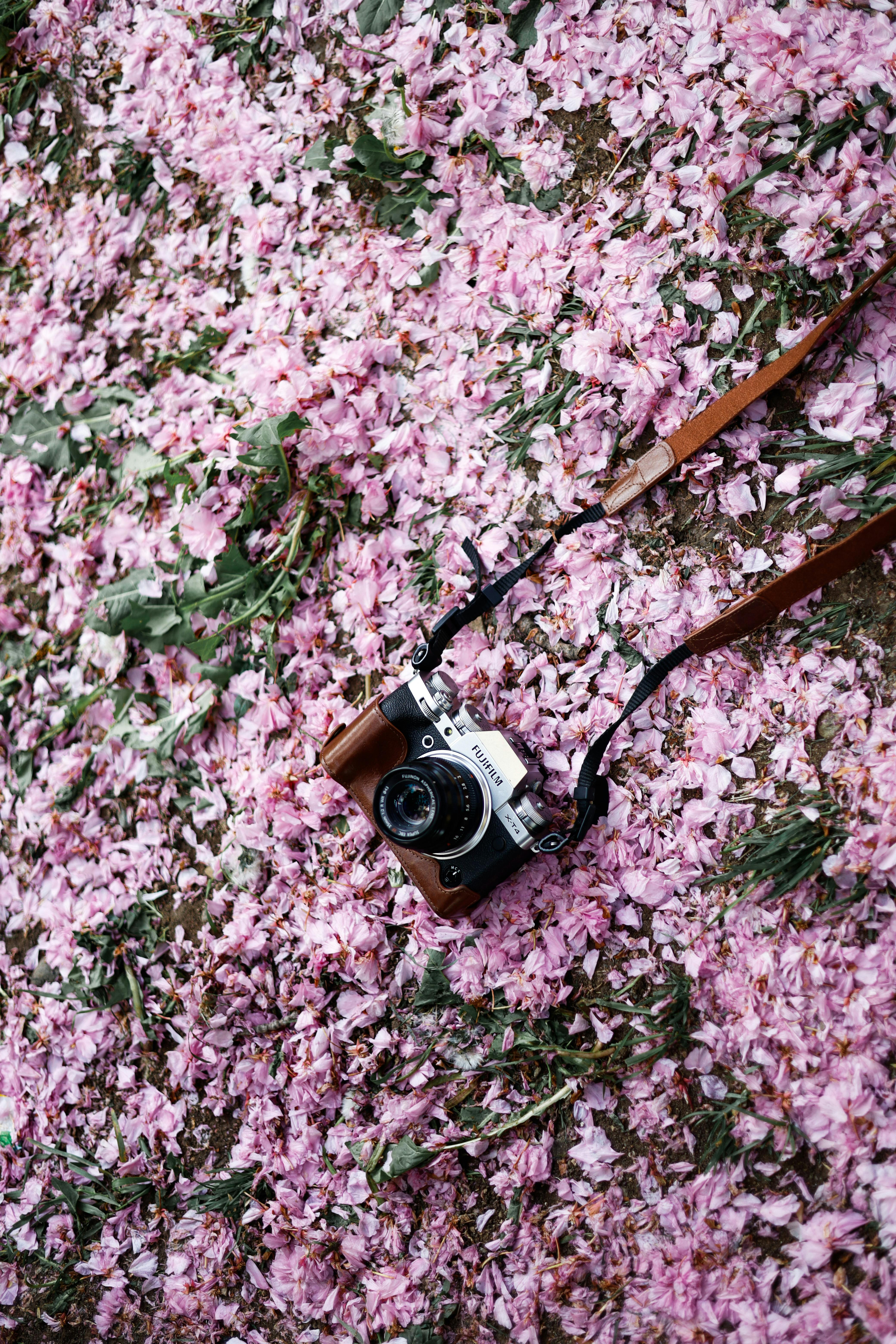 A vintage camera rests delicately on a bed of pink cherry blossom petals, outdoors in spring.