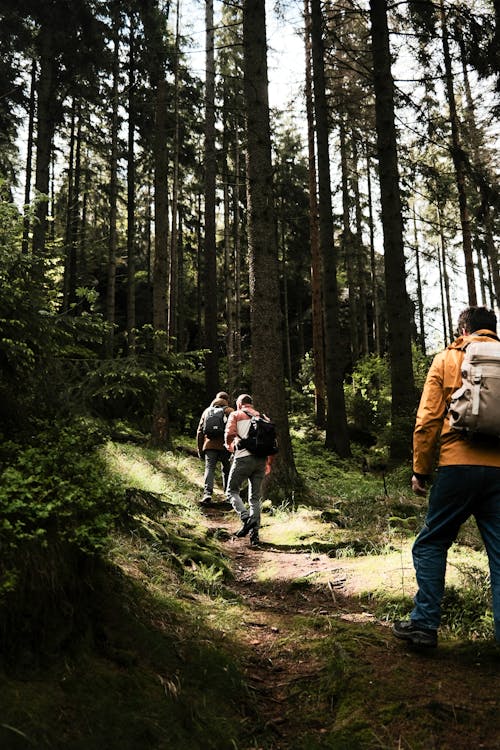 People walking through a forest on a trail