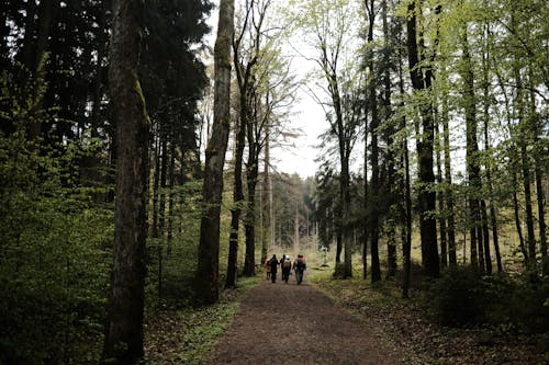 Back View of People Hiking in Forest