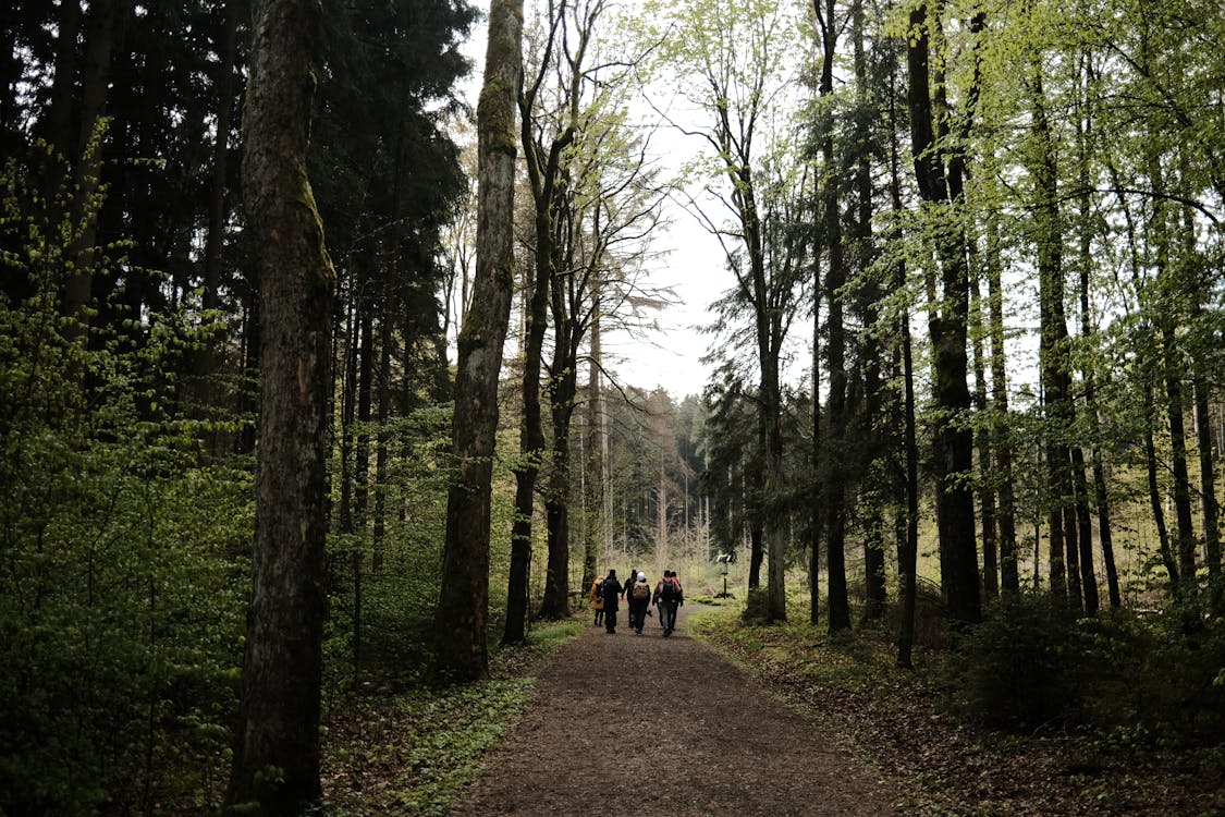 Back View of People Hiking in Forest