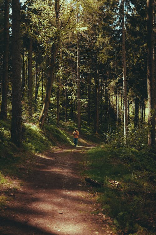 A person walking down a path in the woods