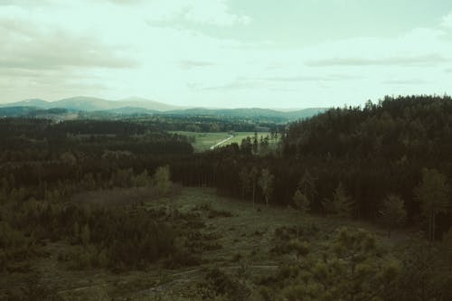 Ingyenes stockfotó domb, esés, fa témában